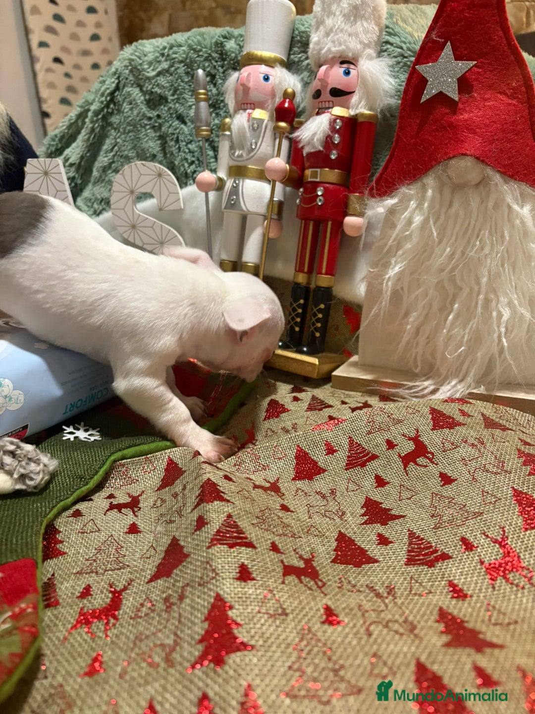 Chihuahua perros en venta: Chihuahua mini toy blanco  - Anuncio 7