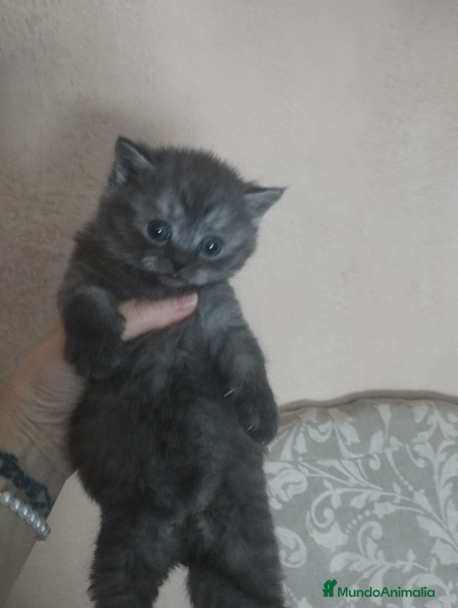 Británico de Pelo Corto gatos British  - Anuncio 1