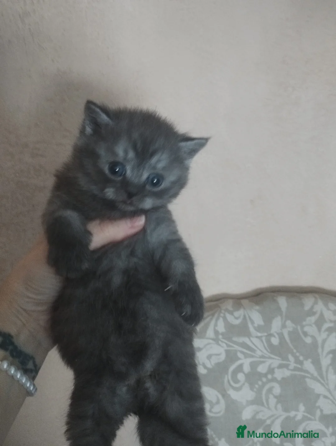 Británico de Pelo Corto gatos en venta: British  en Madrid - Anuncio 1