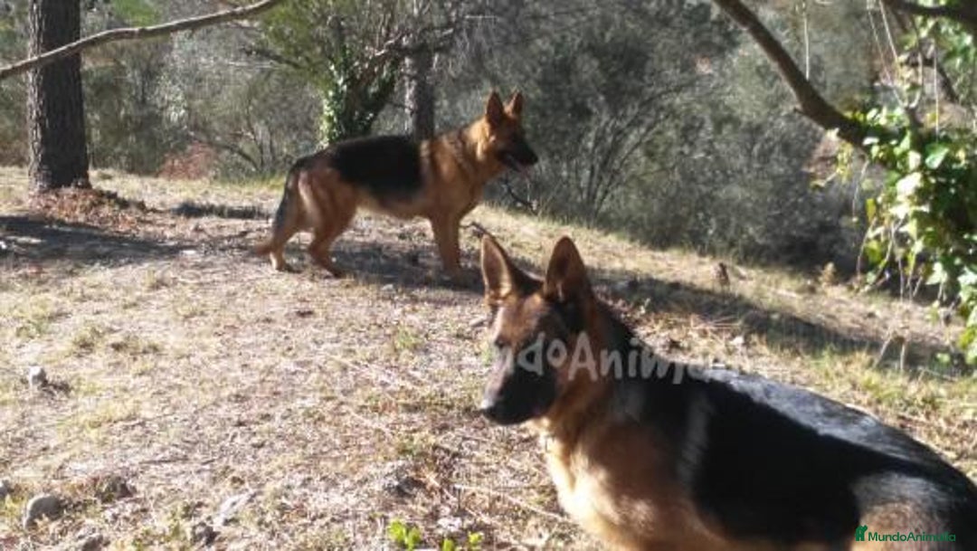 Imagen de galería {{count}}