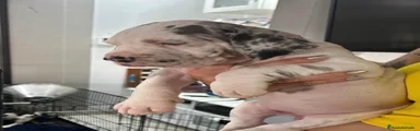 Dogo Alemán Cachorro 2