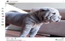 Shar Pei perros en venta: Mini peis 💙 azul - Imagen 3