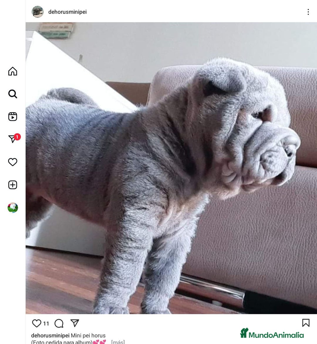 Shar Pei perros en venta: Mini peis 💙 azul - Imagen 3