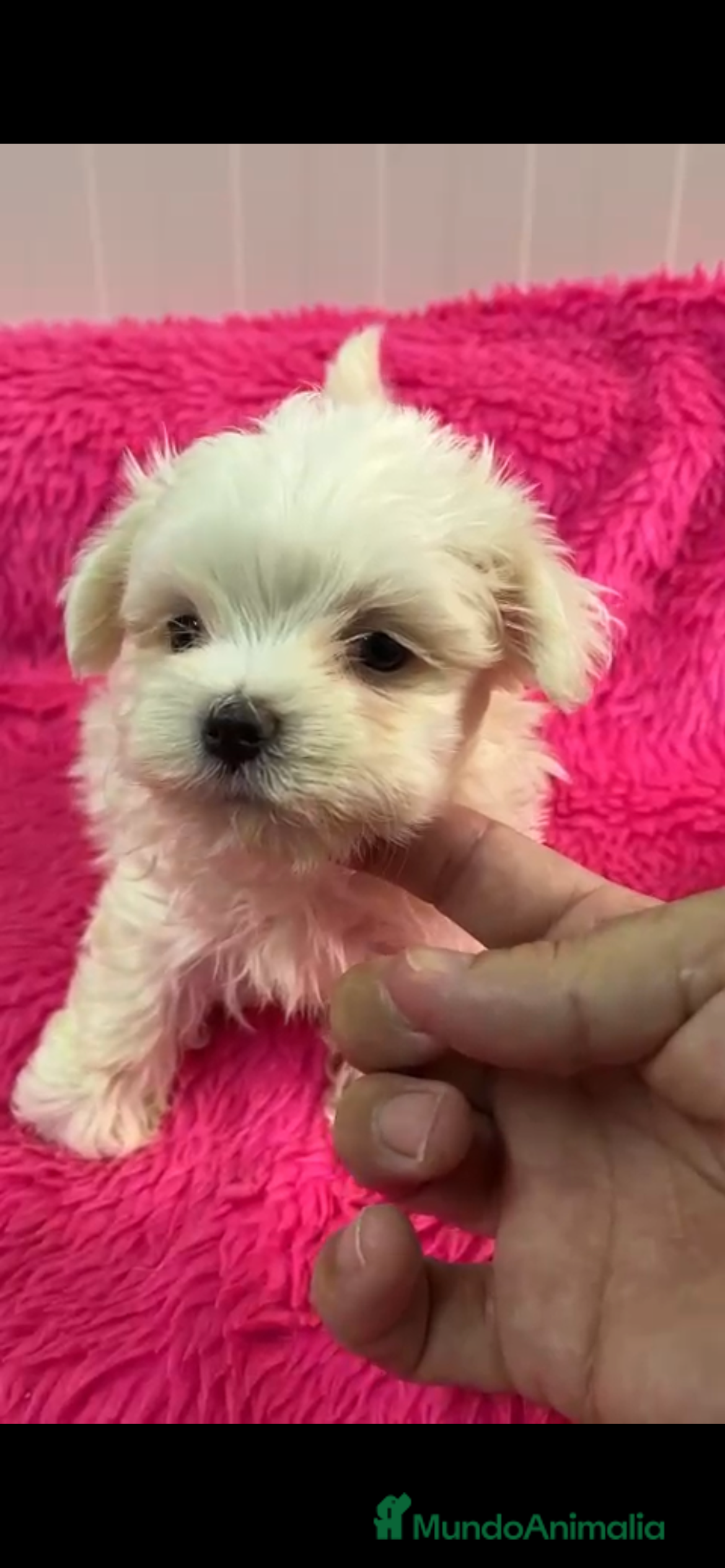 Bichón Maltés perros Camada de bichon maltes toy en Almería - Anuncio 2
