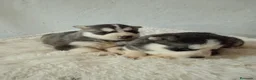 Husky Siberiano perros en venta: CACHORROS HUSKY SIBERIANO  - Anuncio 12