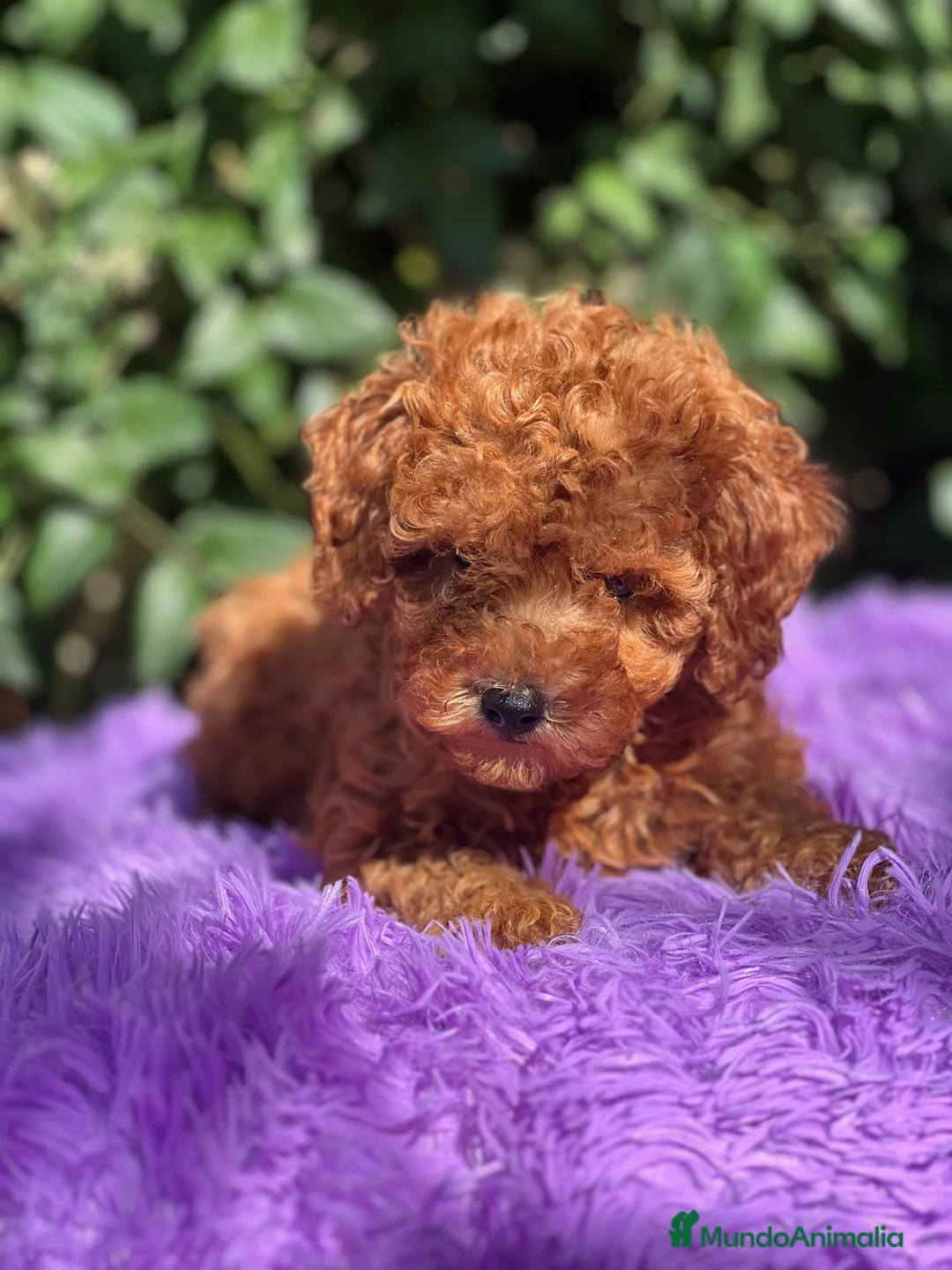 Caniche Toy perros en venta: Caniche toy roja  - Anuncio 2