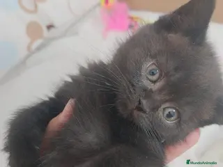 Británico de Pelo Corto gatos British de pelo corto - Anuncio 3