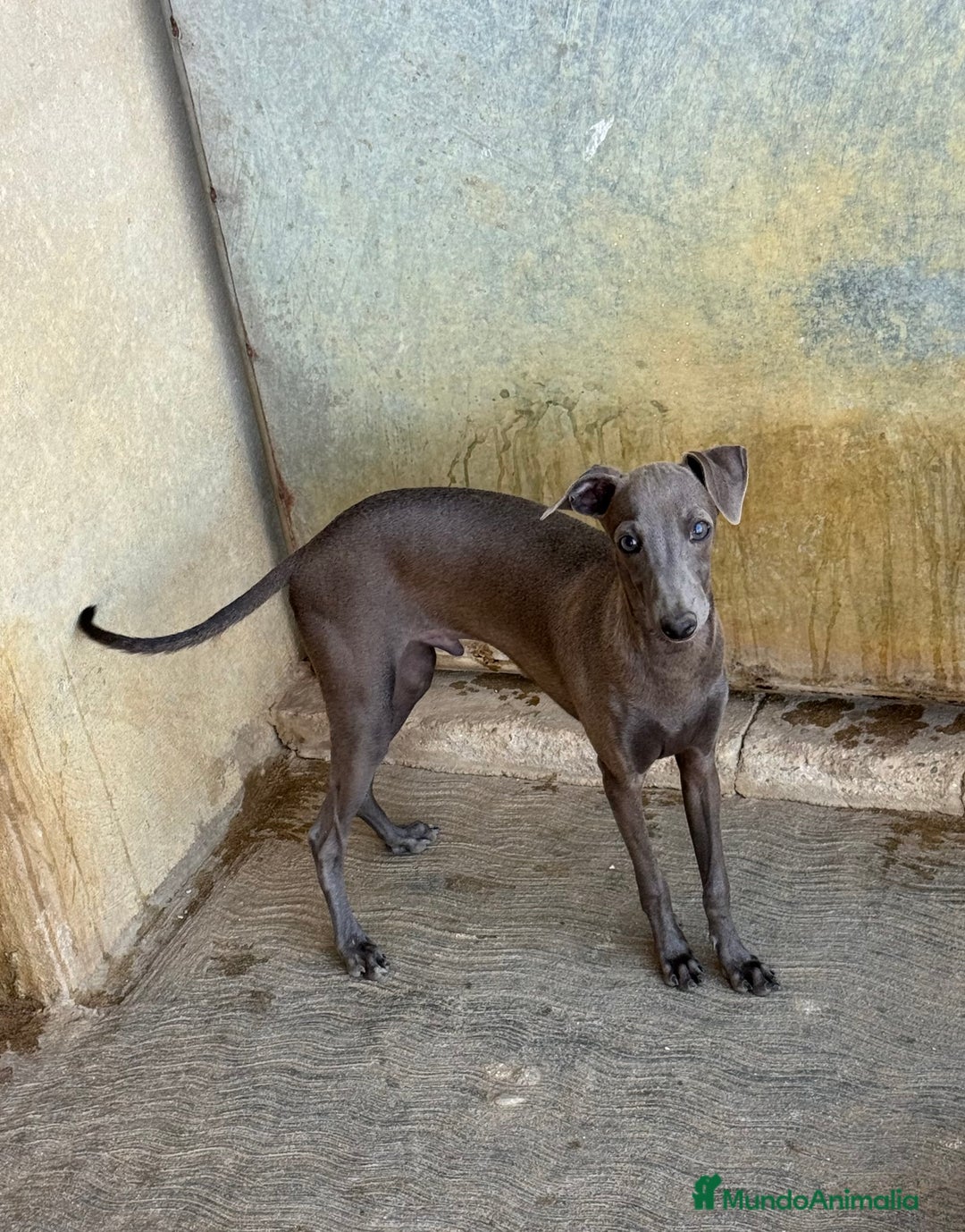 Pequeño Lebrel Italiano perros en venta: CACHORROS DE PICCOLO LEBREL ITALIANO - Imagen 3