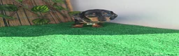 Teckel Miniatura perros en venta: TECKEL MINIATURA ARLEQUIN  - Anuncio 2