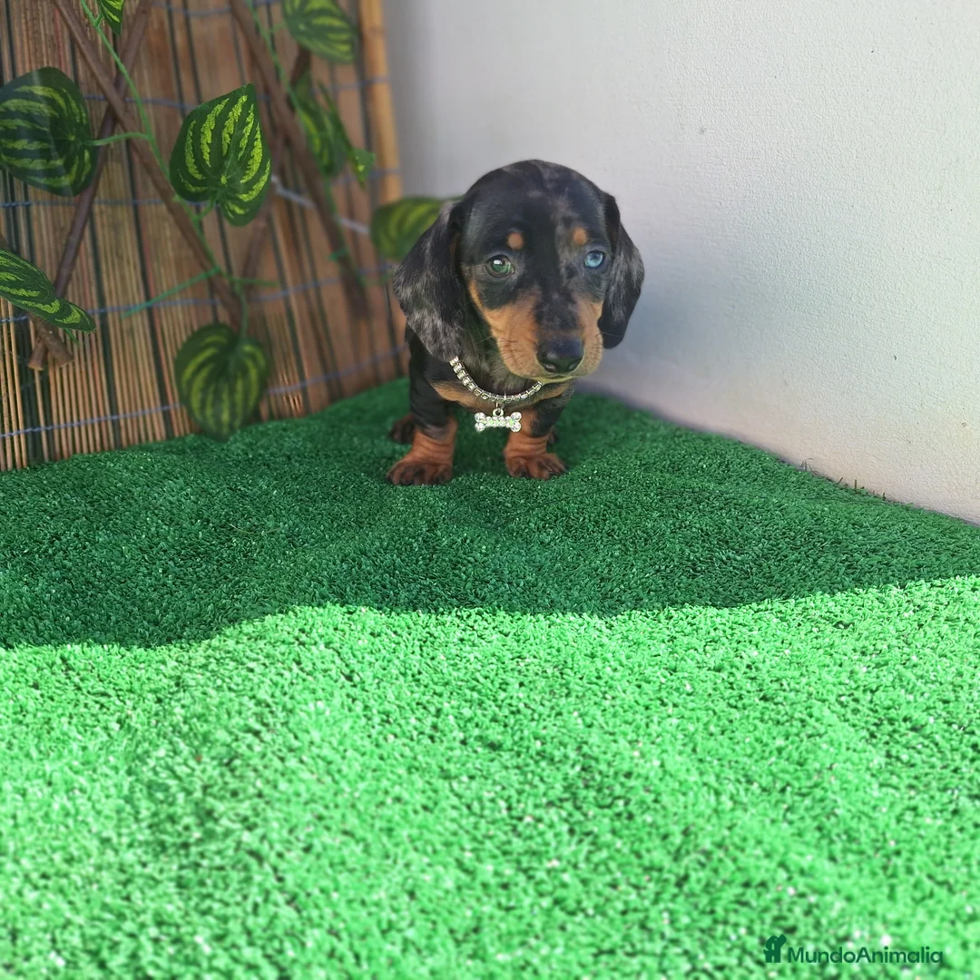 Teckel Miniatura perros en venta: TECKEL MINIATURA ARLEQUIN  - Anuncio 2