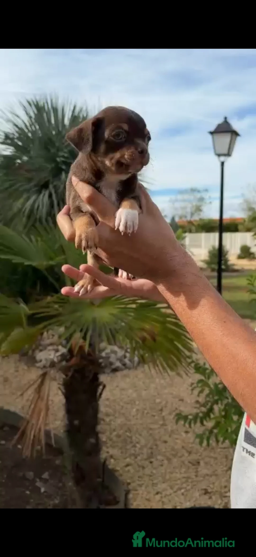 Chihuahua perros en venta: CHIHUAHUA TRICOLOR CHOCOLATE DEL PALMERAL 🤎 en Madrid - Anuncio 5