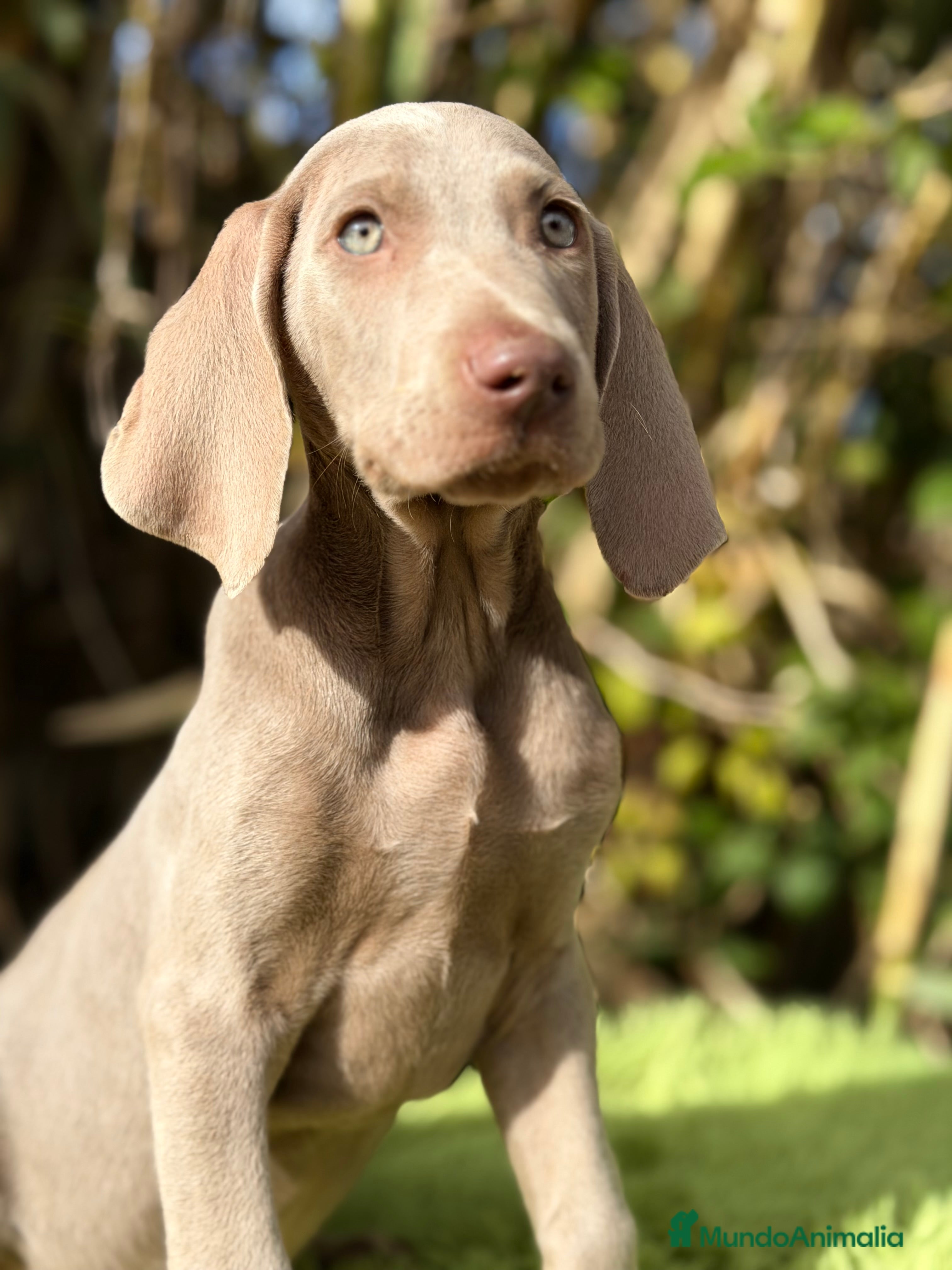 Weimaraner perros Braco de Weimar macho  - Anuncio 6