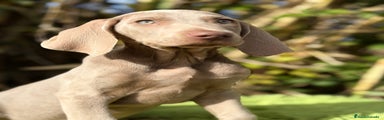 Weimaraner Cachorro 1