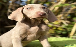 Weimaraner perros en venta: Braco de Weimar macho  - Anuncio 1