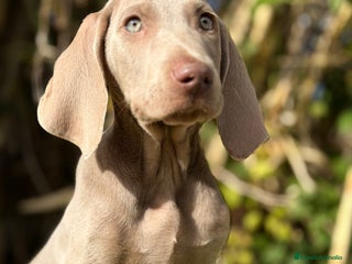 Weimaraner perros Braco de Weimar macho - Anuncio 1