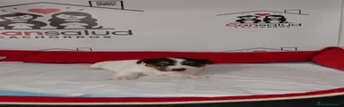 Jack Russell Terrier Cachorro 4