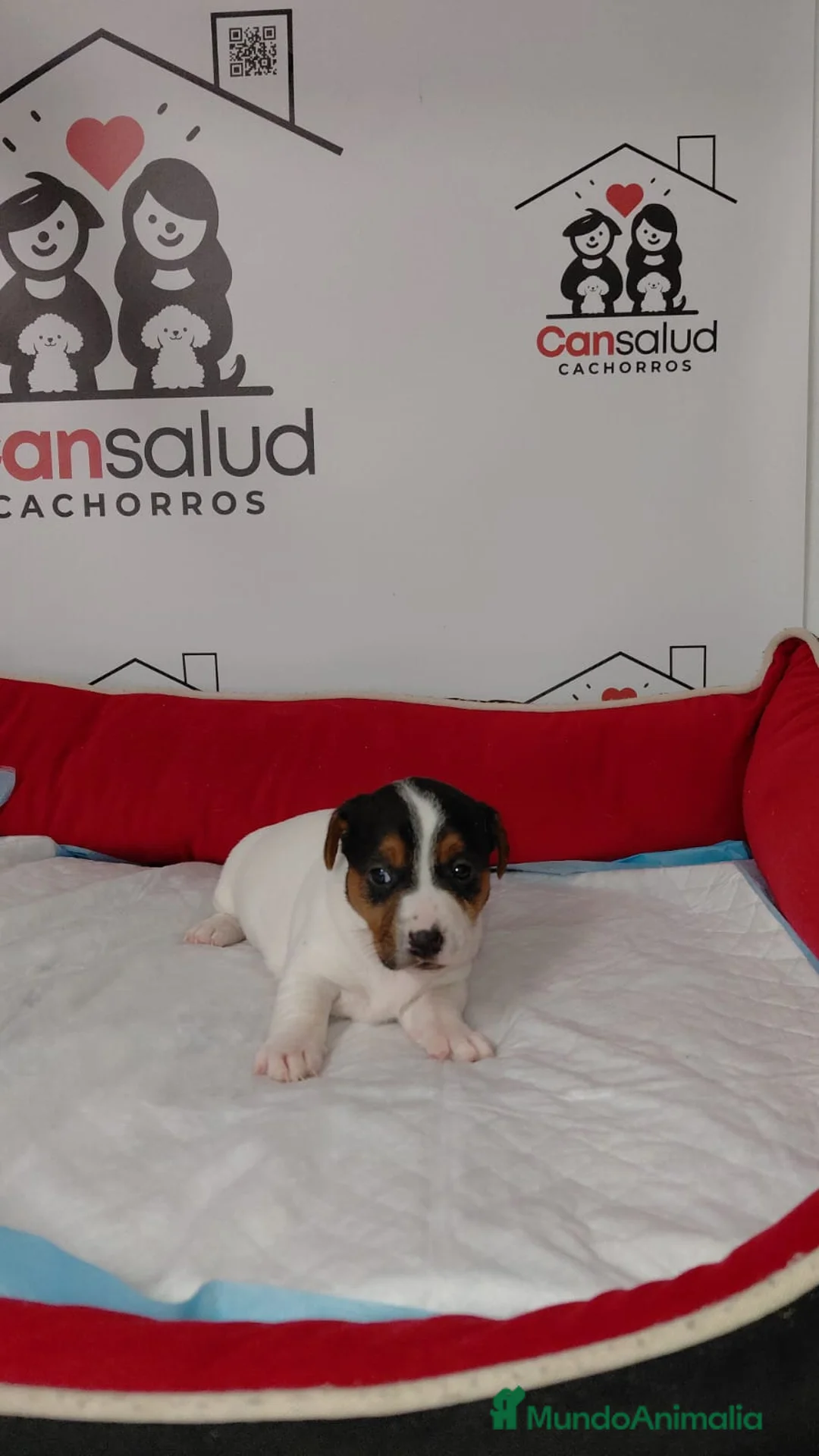 Jack Russell Terrier perros en venta: Jack Russell  - Anuncio 2