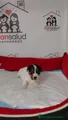Jack Russell Terrier Cachorro 4