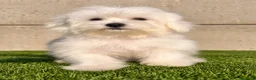 Bichón Maltés perros en venta: BICHON MALTÉS  - Anuncio 1