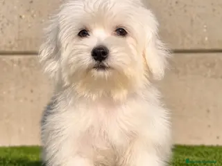 Bichón Maltés perros BICHON MALTÉS - Anuncio 1