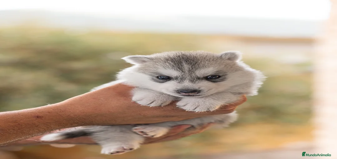 Imagen de galería {{count}}