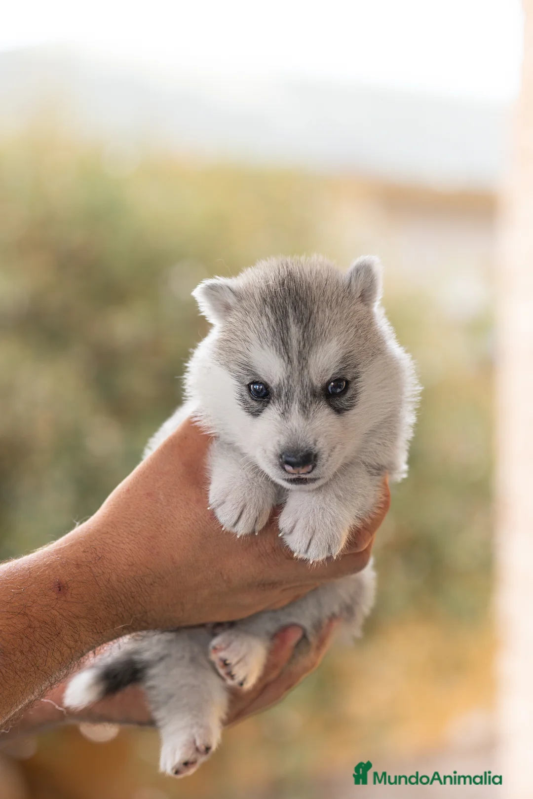 Imagen de galería {{count}}