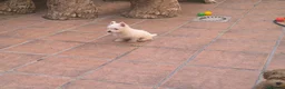 West Highland White Terrier perros en venta: Westy  - Anuncio 2