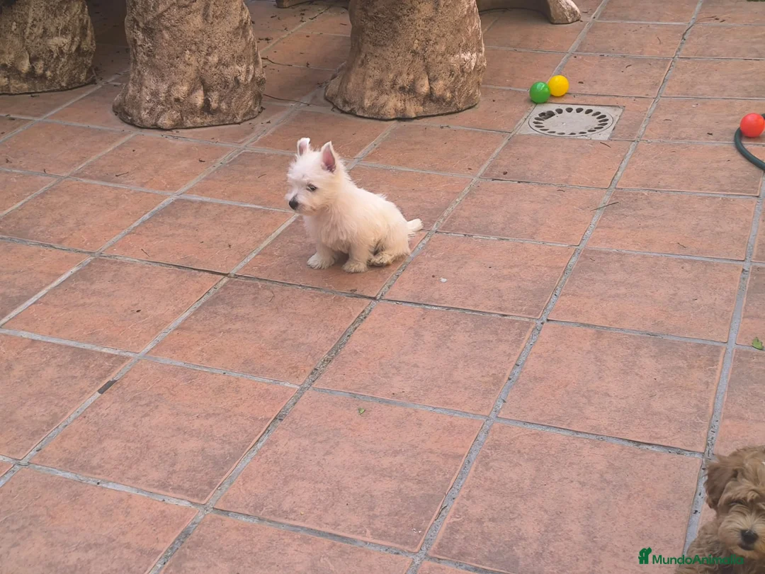 West Highland White Terrier perros en venta: Westy  - Anuncio 2