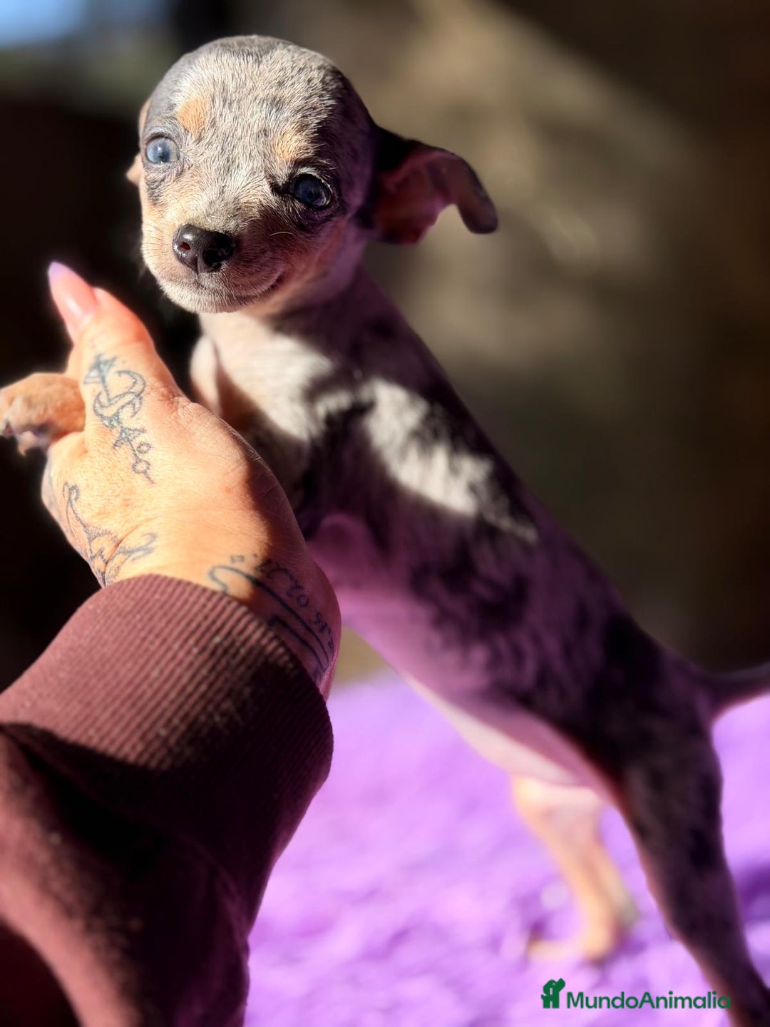 Ratón de Praga perros en venta: RATON DE PRAGA MERLE - Anuncio 5