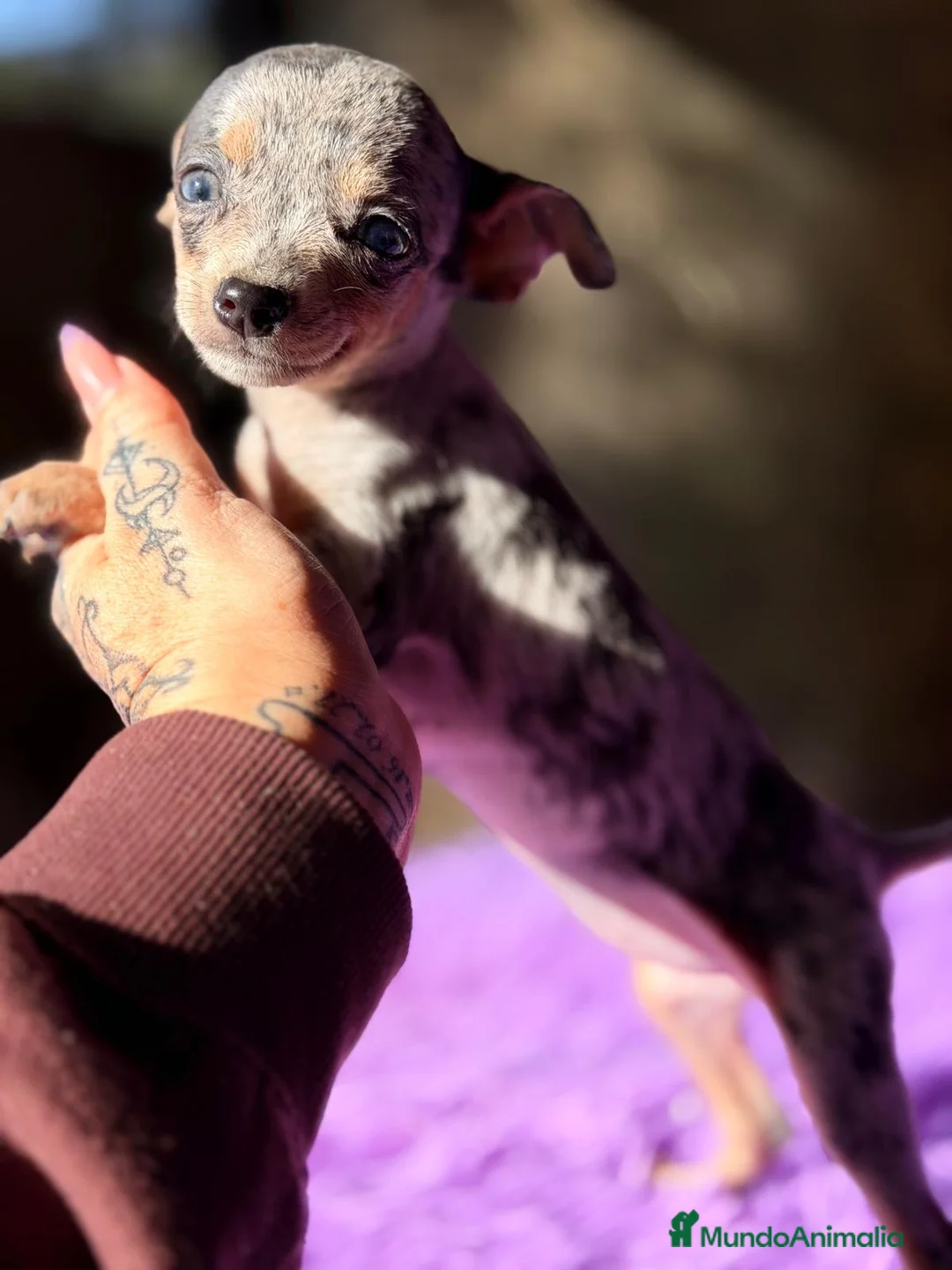 Ratón de Praga perros en venta: RATON DE PRAGA MERLE - Anuncio 5