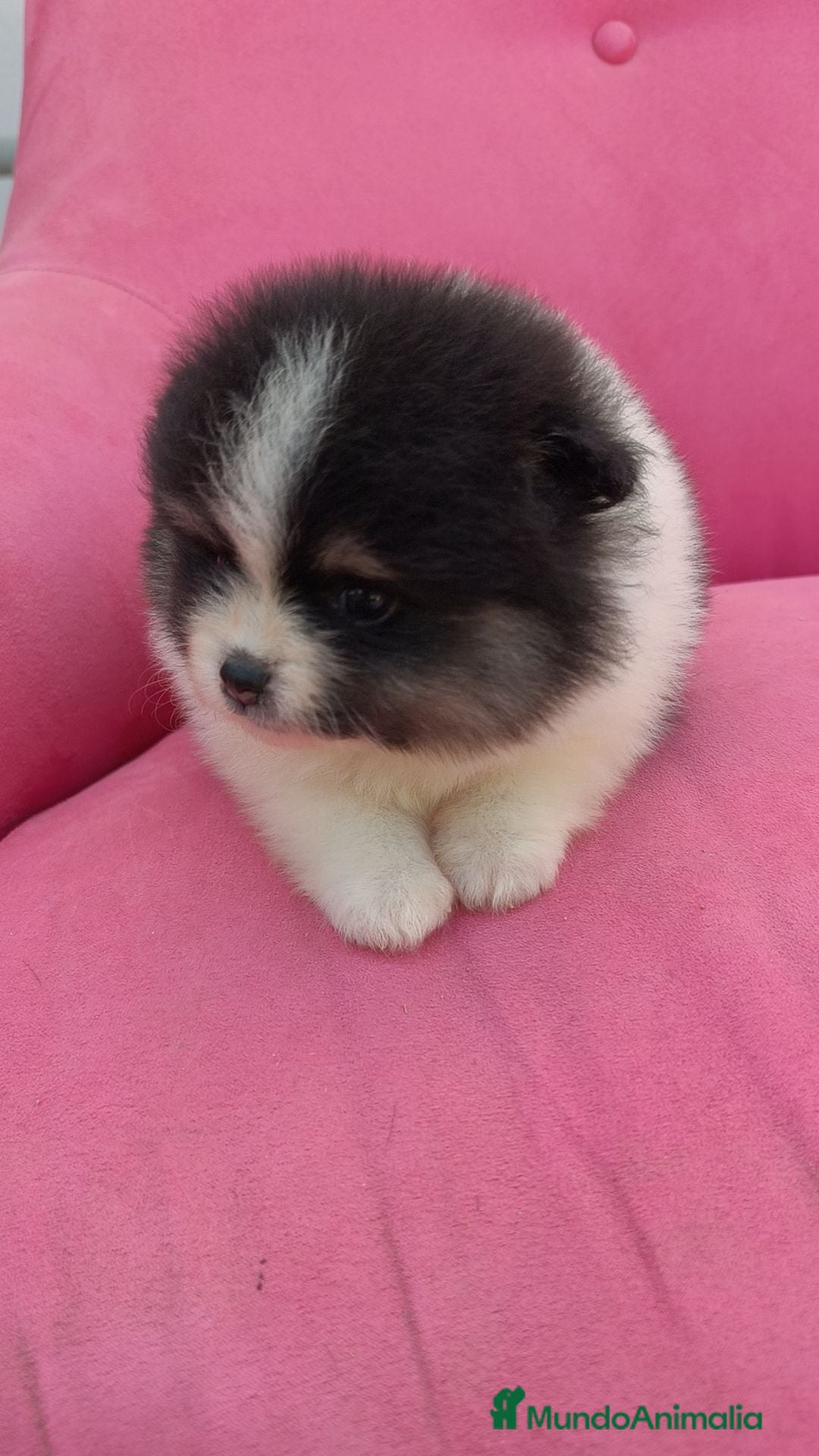 Pomerania perros POMERANIA TOY PARTY FUEGO HEMBRA  - Anuncio 2