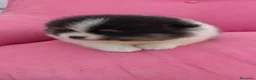Pomerania perros en venta: POMERANIA TOY PARTY FUEGO HEMBRA  - Anuncio 1