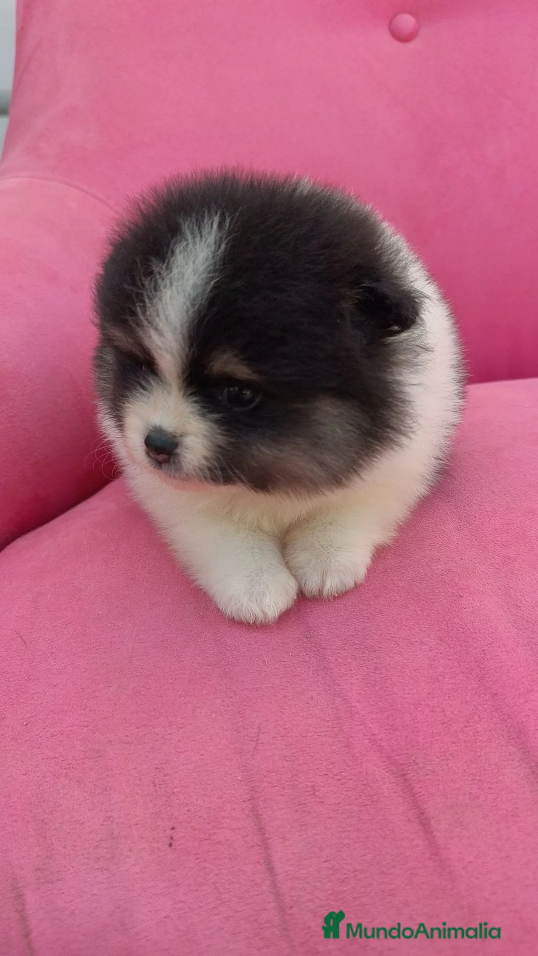 Pomerania perros en venta: POMERANIA TOY PARTY FUEGO HEMBRA  - Anuncio 1