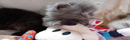 Exótico de Pelo Largo gatos en venta: Gatitos persa y malayo disponible - Anuncio 1
