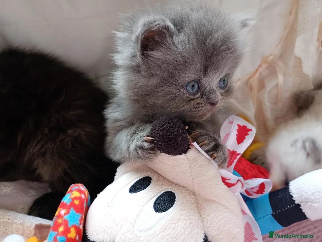 Exótico de Pelo Largo gatos en venta: Gatitos persa y malayo disponible - Anuncio 1