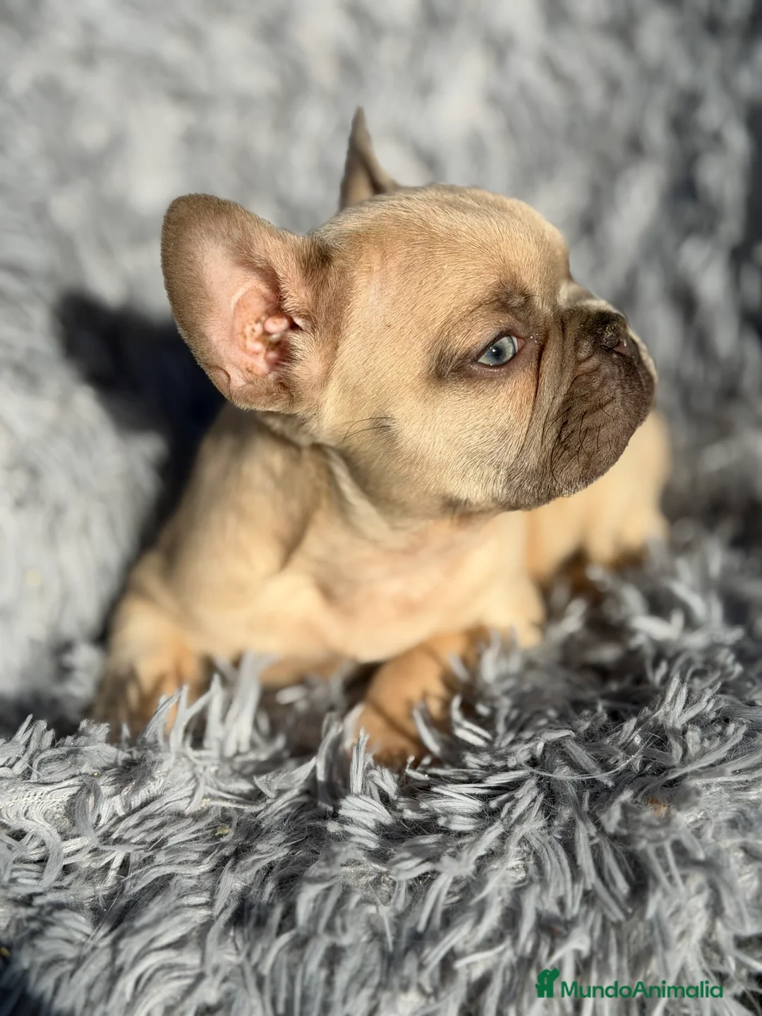 Bulldog Francés perros en venta: Bulldog francés Blue faw  - Anuncio 7