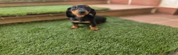 Teckel perros en venta: TECKEL MINIATURA  - Anuncio 1