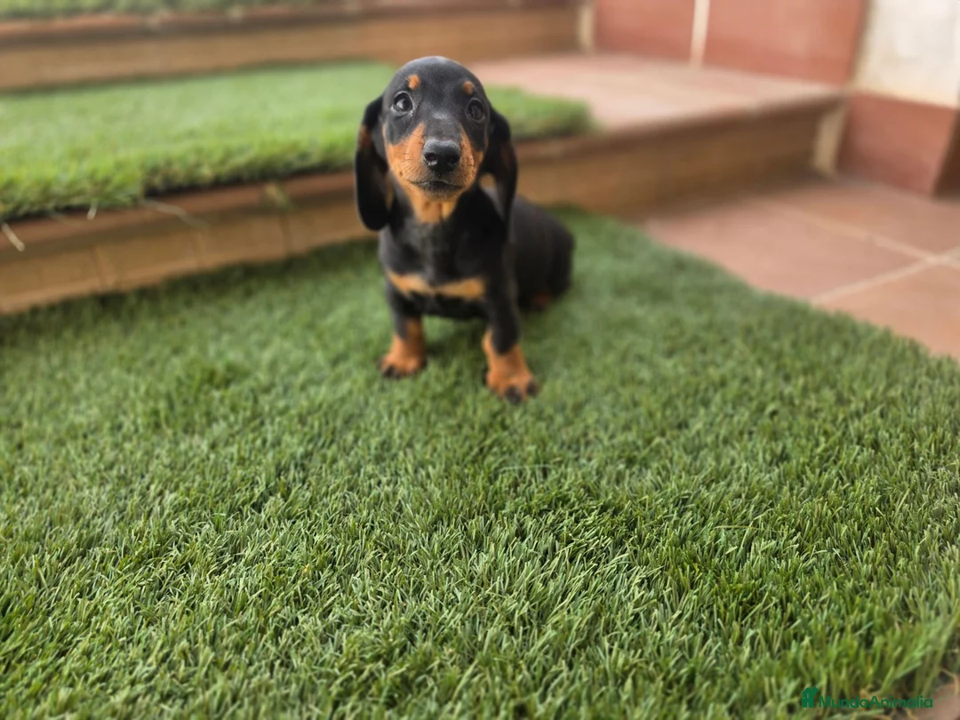 Teckel perros en venta: TECKEL MINIATURA  - Anuncio 1