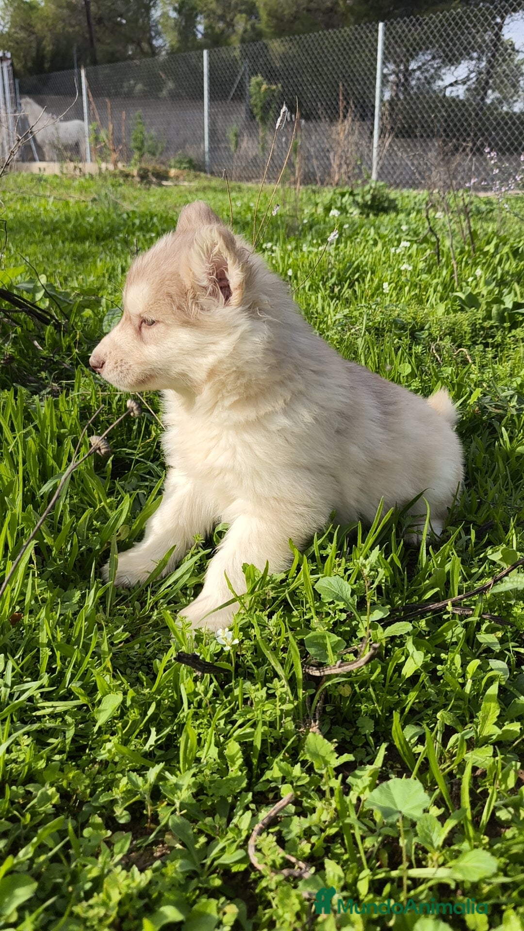Husky Siberiano perros en venta: Husky SIBERIANO de calidad  - Imagen 9