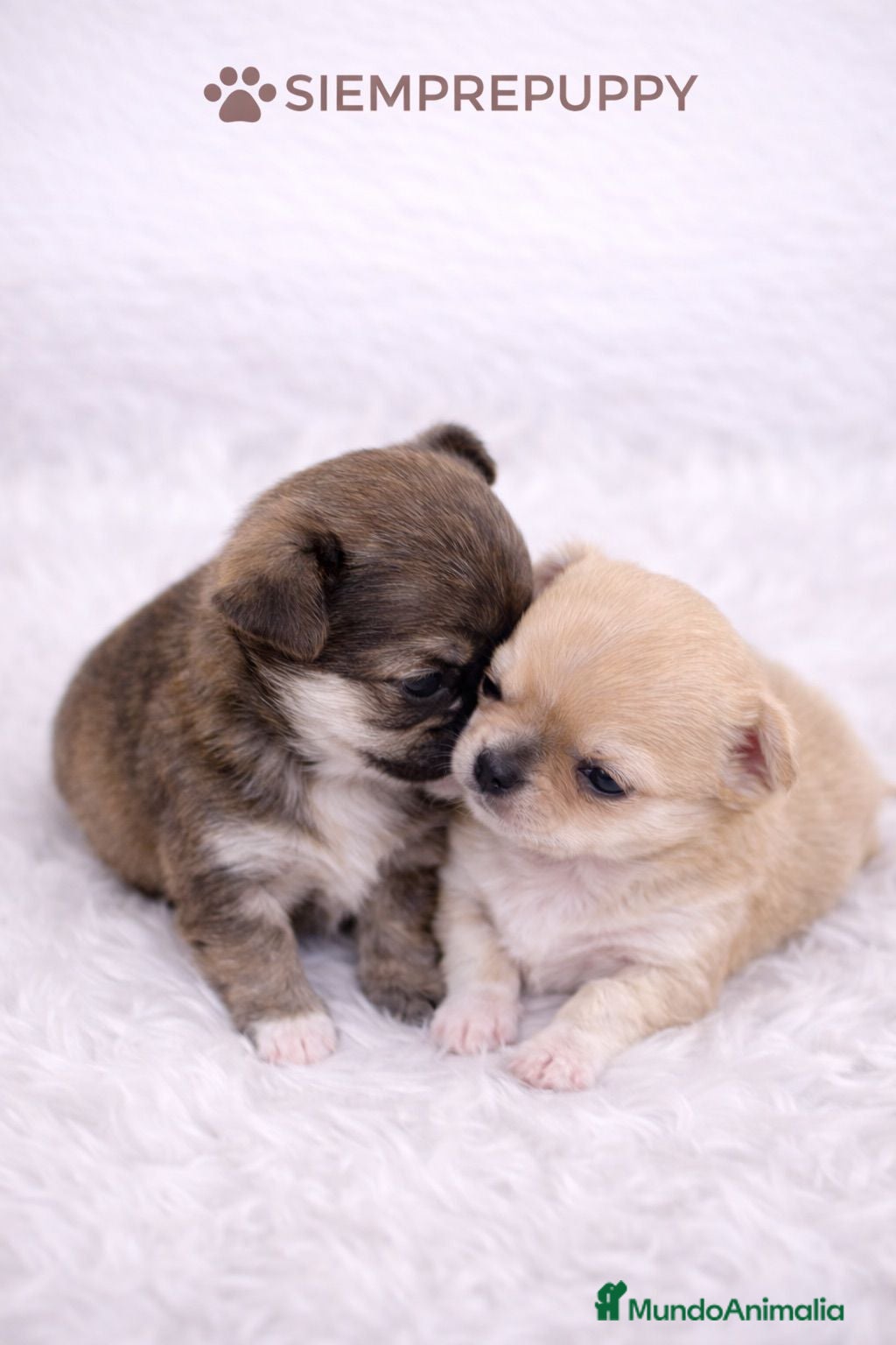 Chihuahua perros CHIHUAHAU MINI TOY MACHITOS - Anuncio 1