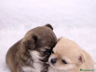 Chihuahua perros CHIHUAHAU MINI TOY MACHITOS - Anuncio 1