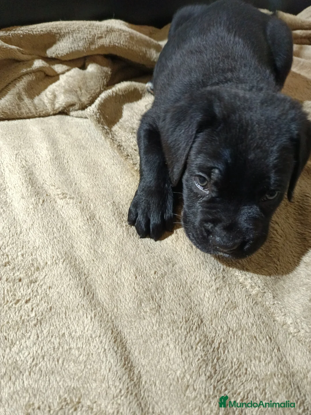 Imagen de galería {{count}}