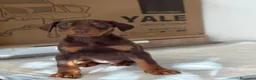 Dobermann perros en venta: Doberman línea europea  - Anuncio 7