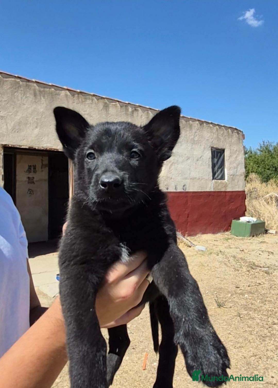 Pastor Belga Malinois perros Melinoas totalmente impresionantes  - Anuncio 8