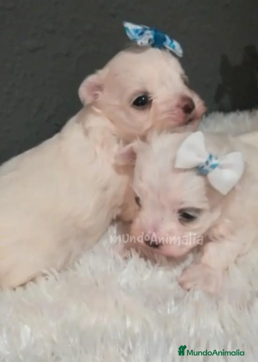 Imagen de galería {{count}}