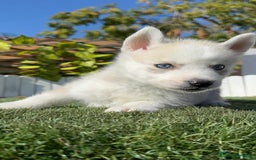 Husky Siberiano perros en venta: HUSKY SIBERIANO - Anuncio 12