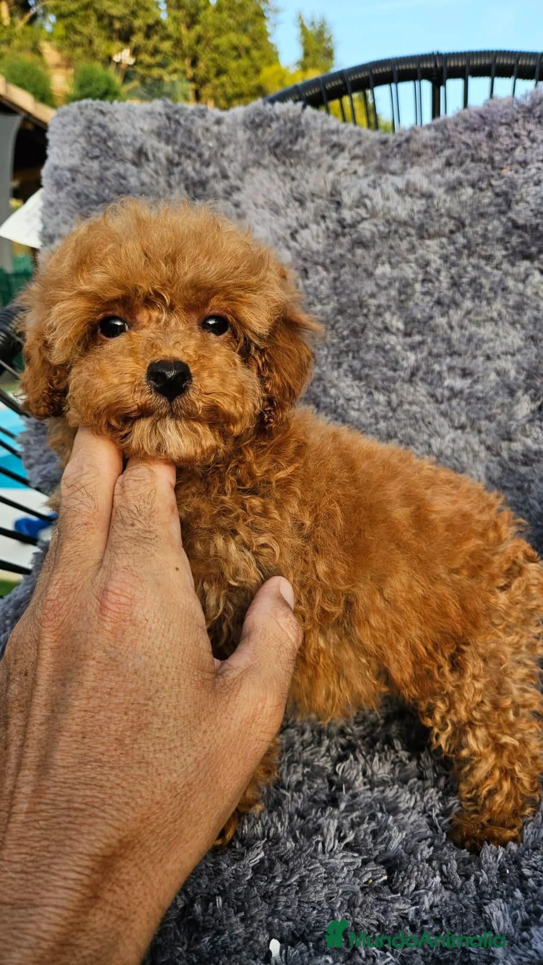 Caniche Toy perros en venta: CANICHE TOY DIMINUTOS en Málaga - Anuncio 5