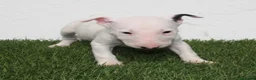 Bull Terrier perros en venta: Bull Terrier  - Anuncio 8