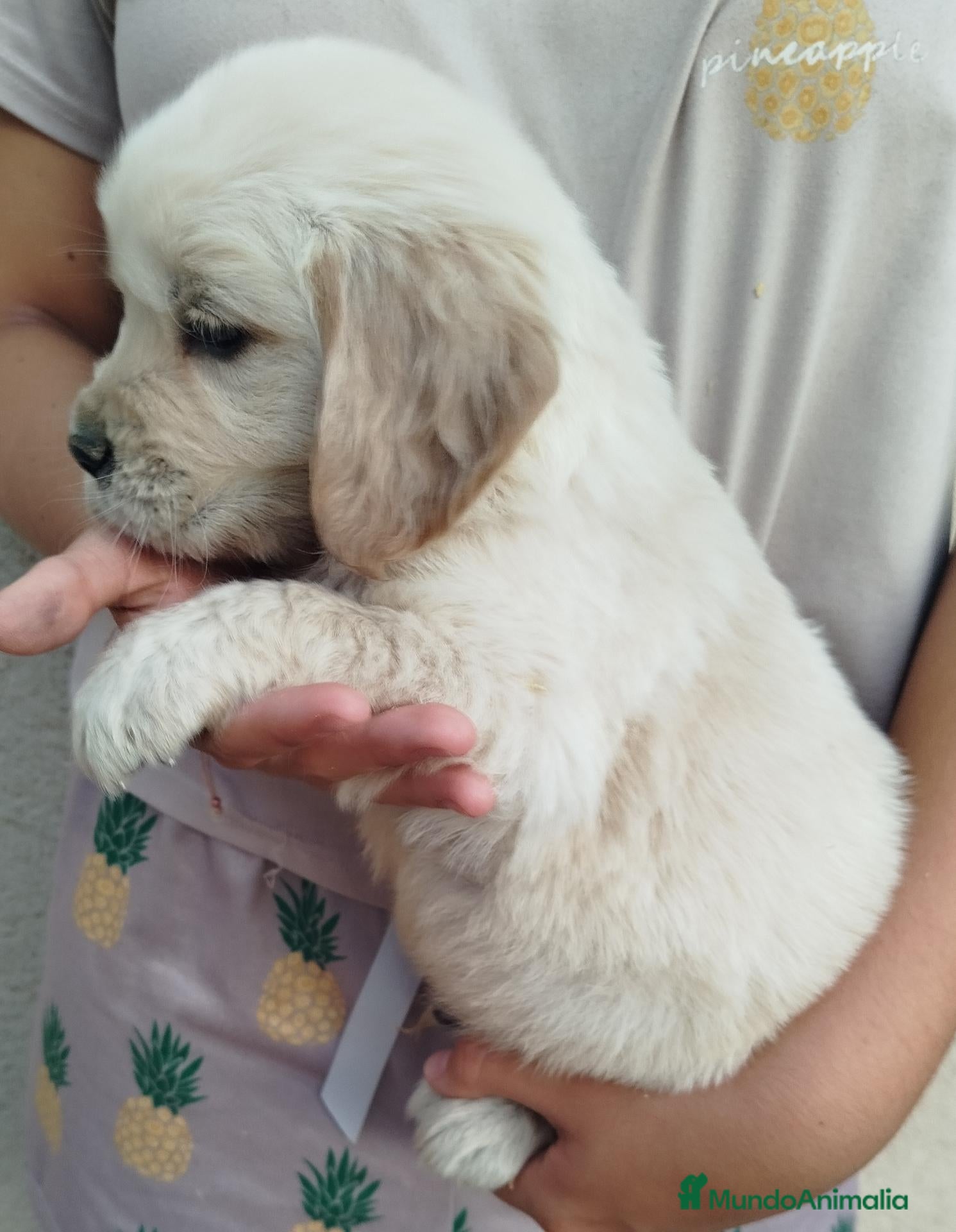Golden Retriever perros CACHORRO GOLDEN - Anuncio 1
