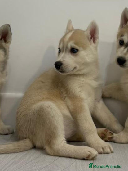 Husky Siberiano perros Hembra husky siberiano - Anuncio 2